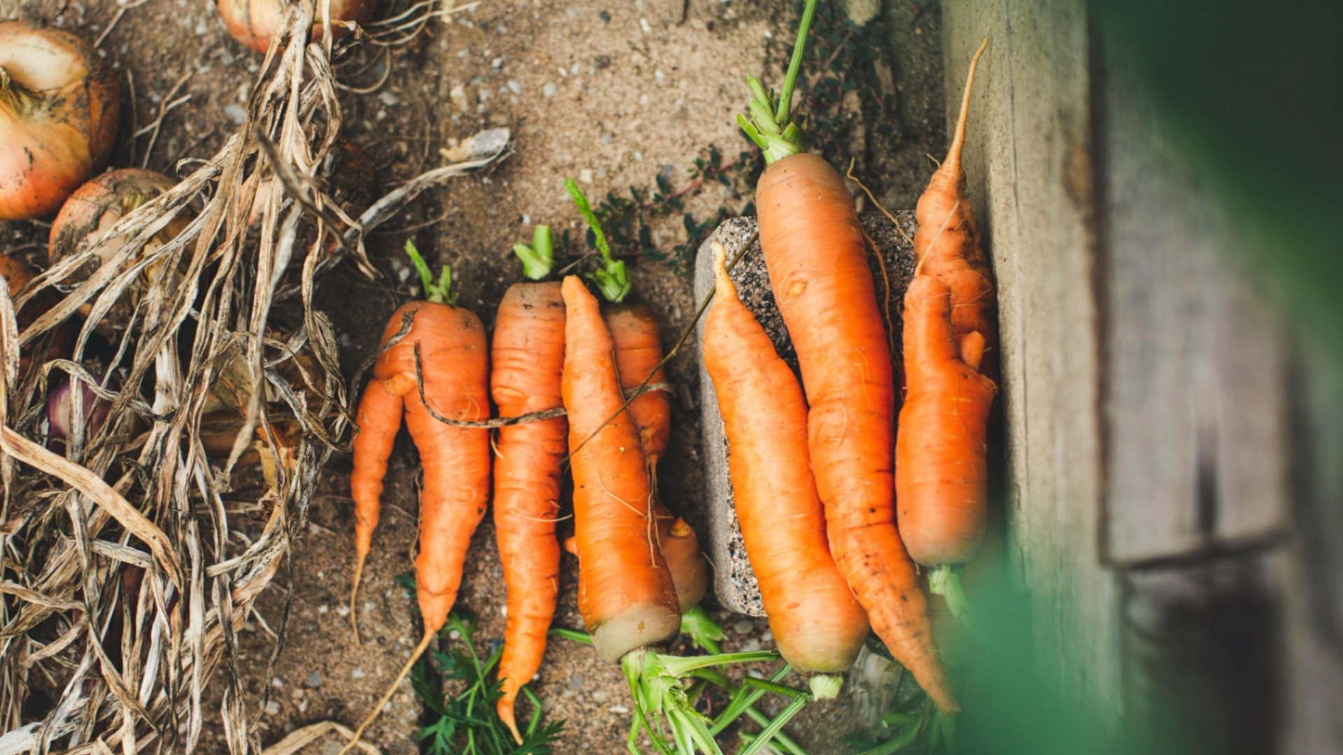 Это лучшие сорта моркови – они не сгниют до весны.