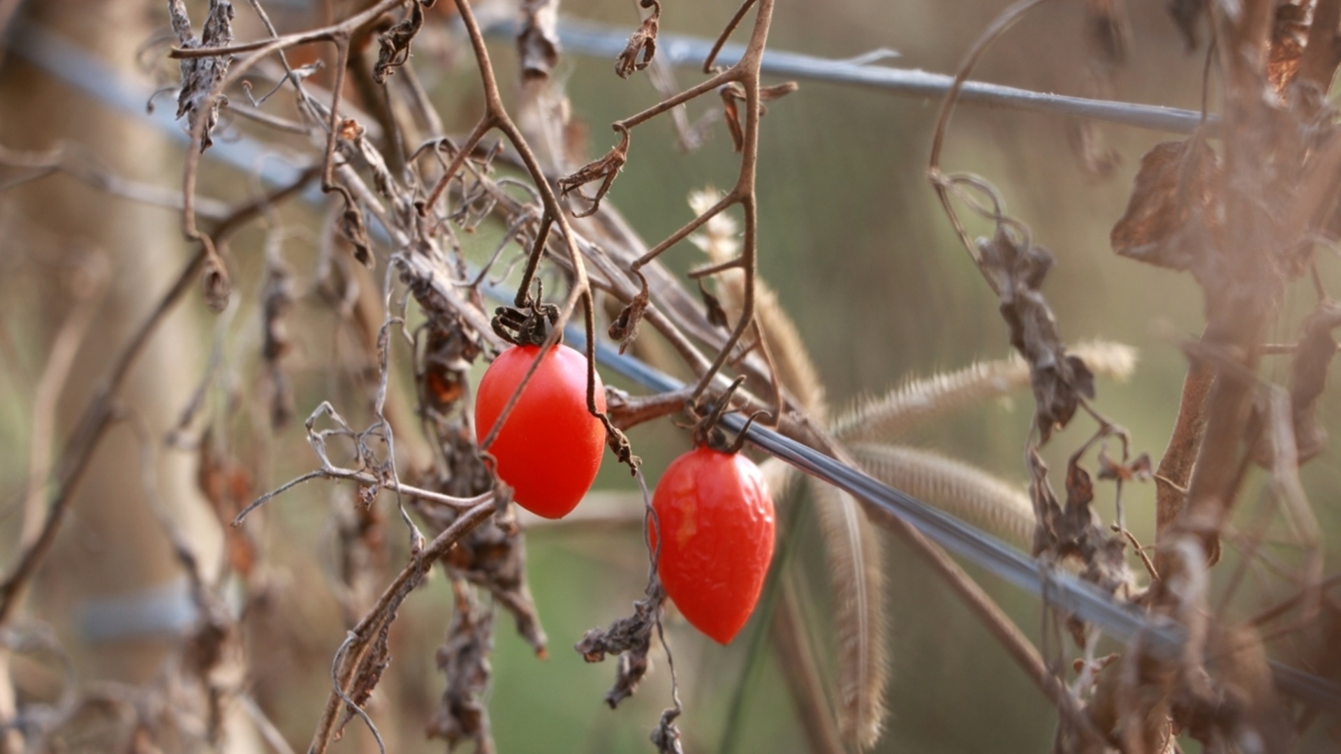Как защитить растение томат от холода