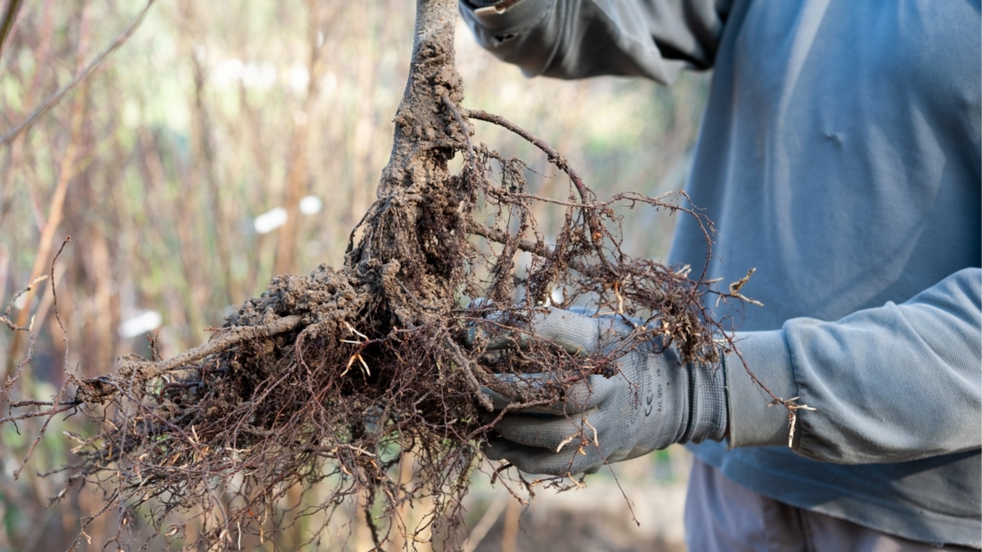 Это единственный правильный способ пересадить дерево.