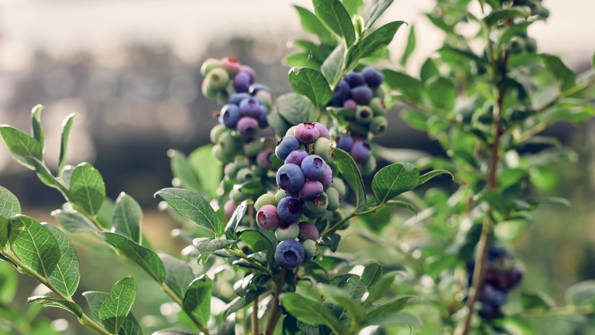 Вот как употребление черники меняет процесс старения