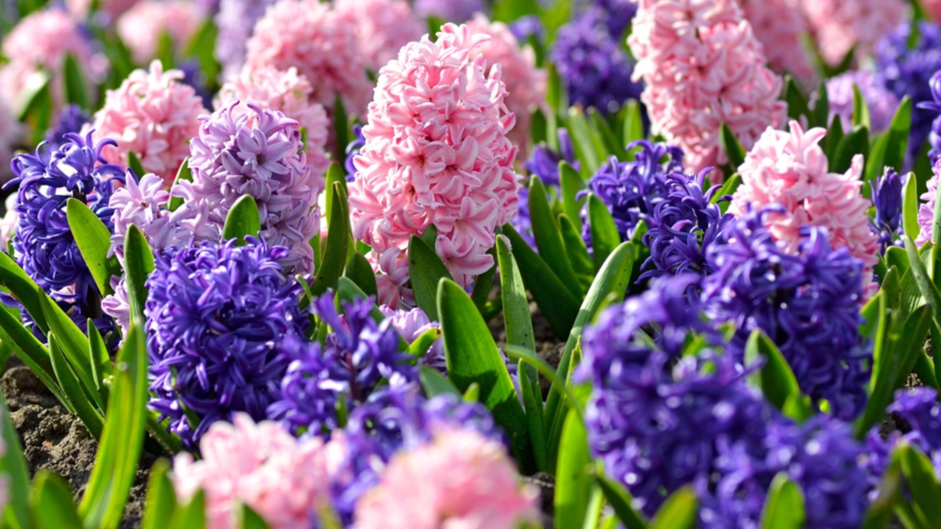 Растения, которые начинают «новую» жизнь в ноябре