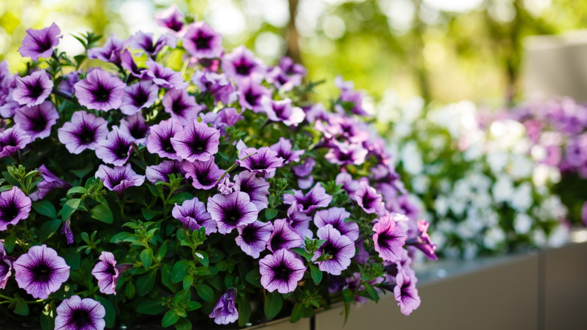 Самые простые в выращивании растения для начинающих садоводов