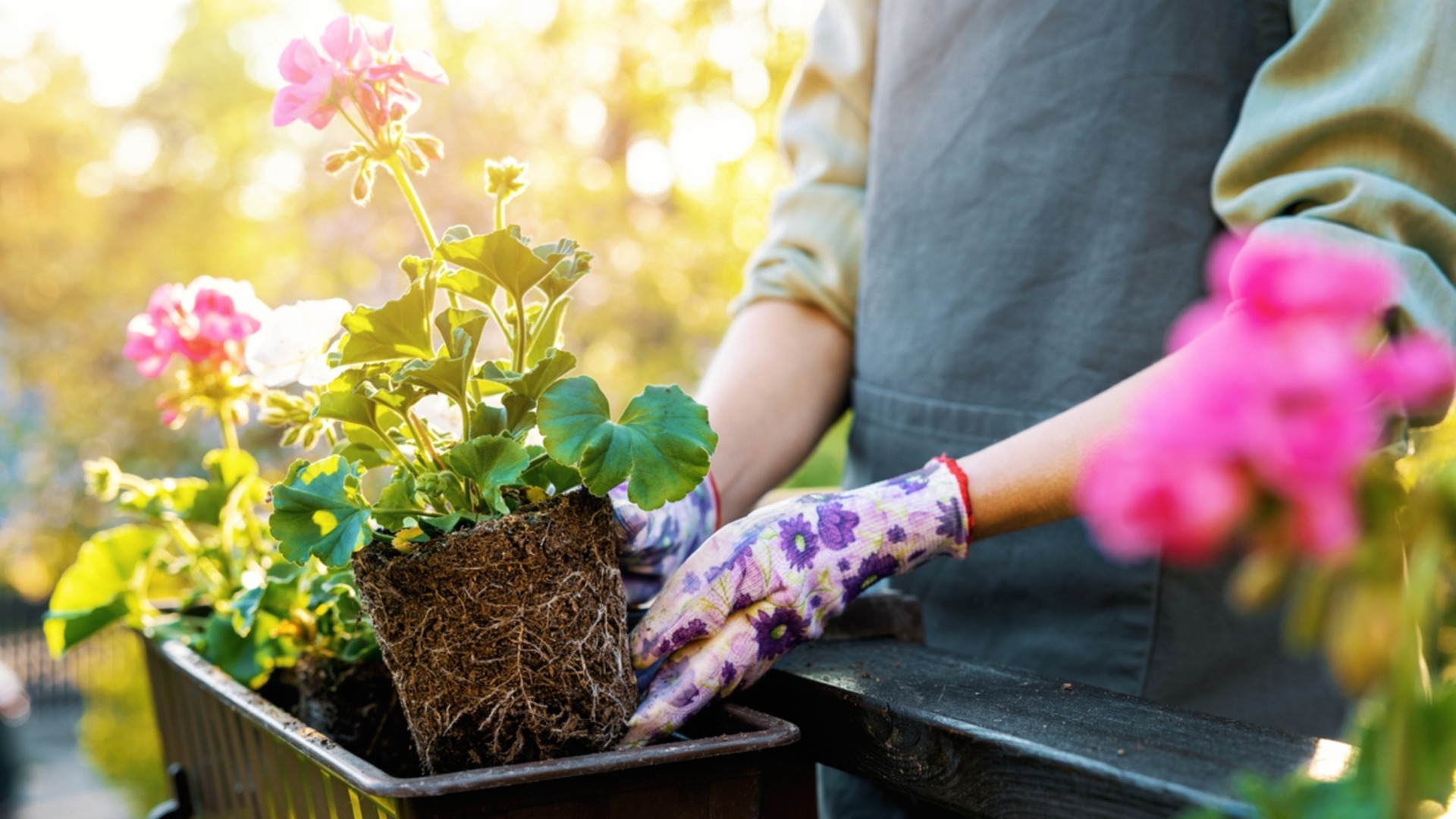 Как не заморозить любимую герань предстоящей зимой