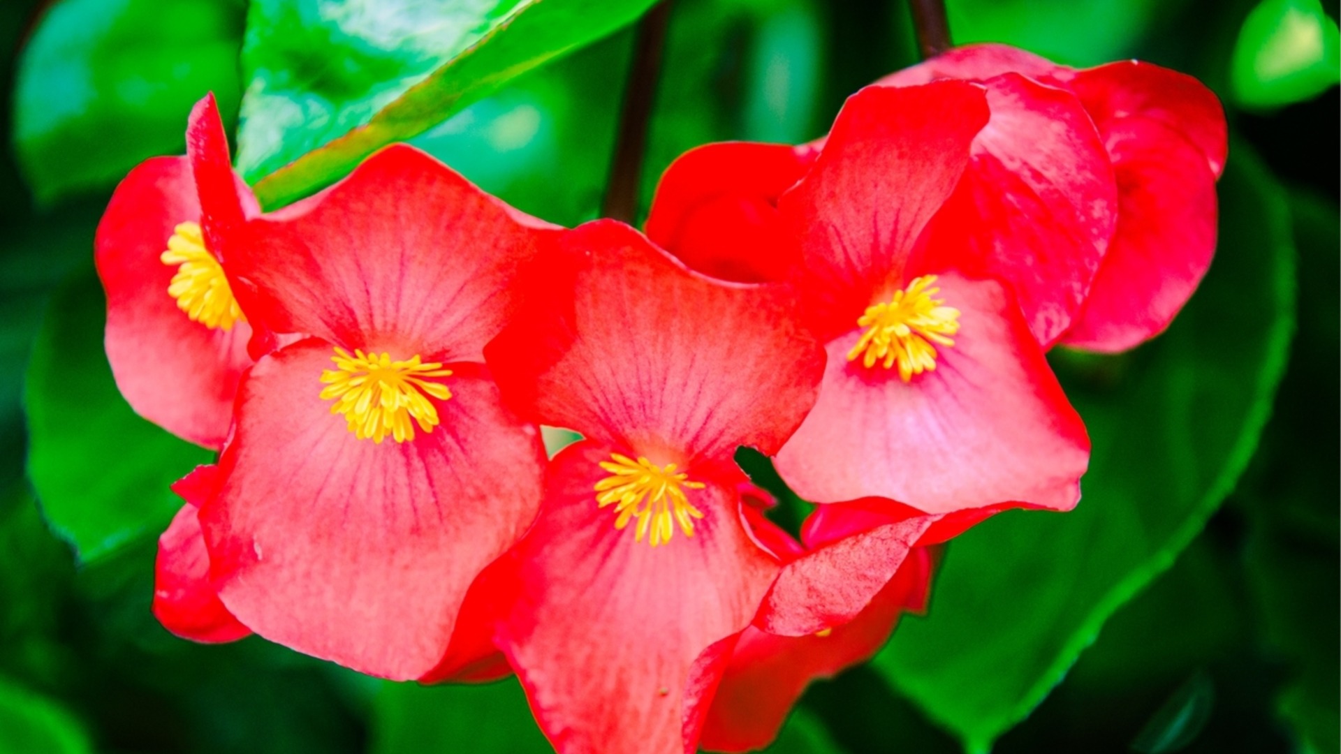 Красивое комнатное растение, которое можно вырастить из семян