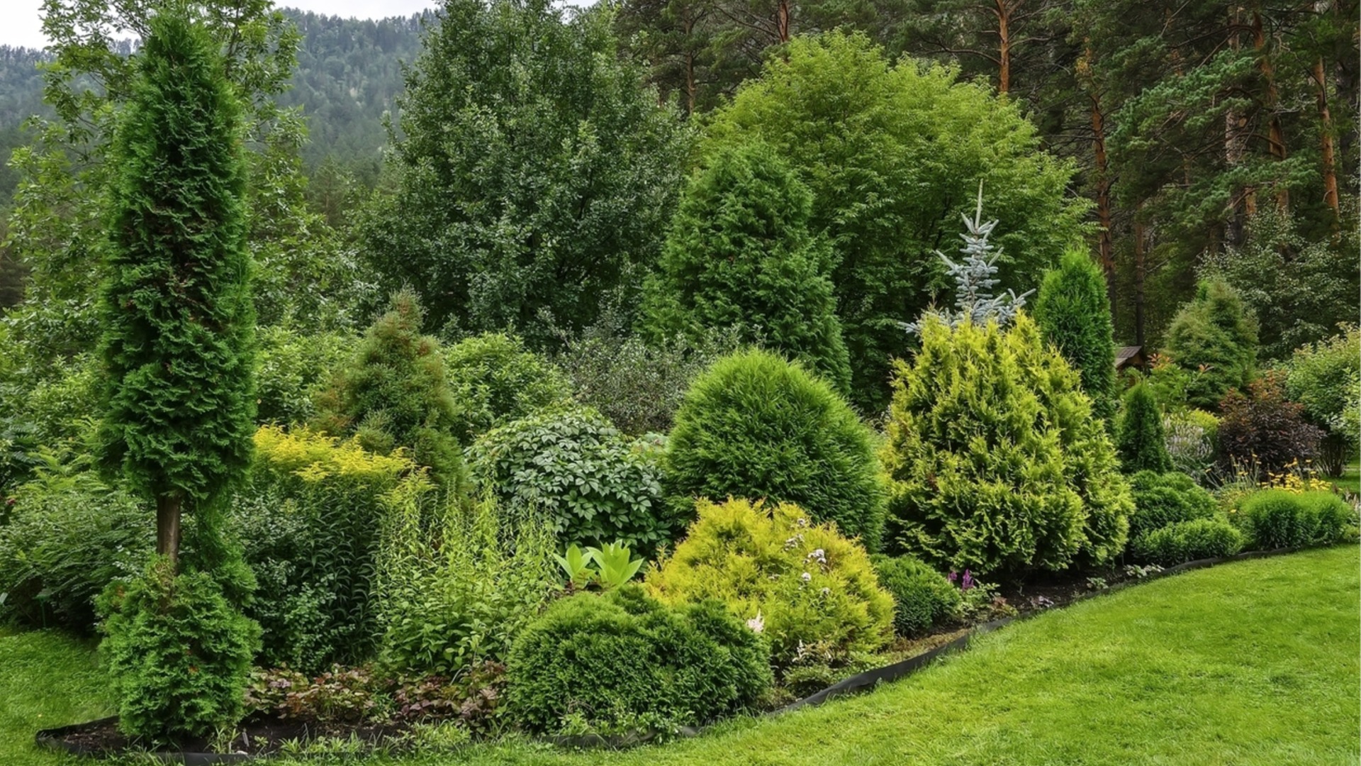 Осенний уход, который поможет вашим вечнозеленым растениям пережить зиму