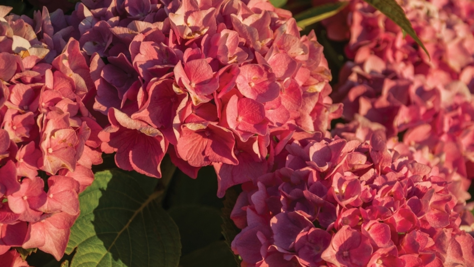 Великолепная гортензия, которая вам понадобится для красочного осеннего сада.