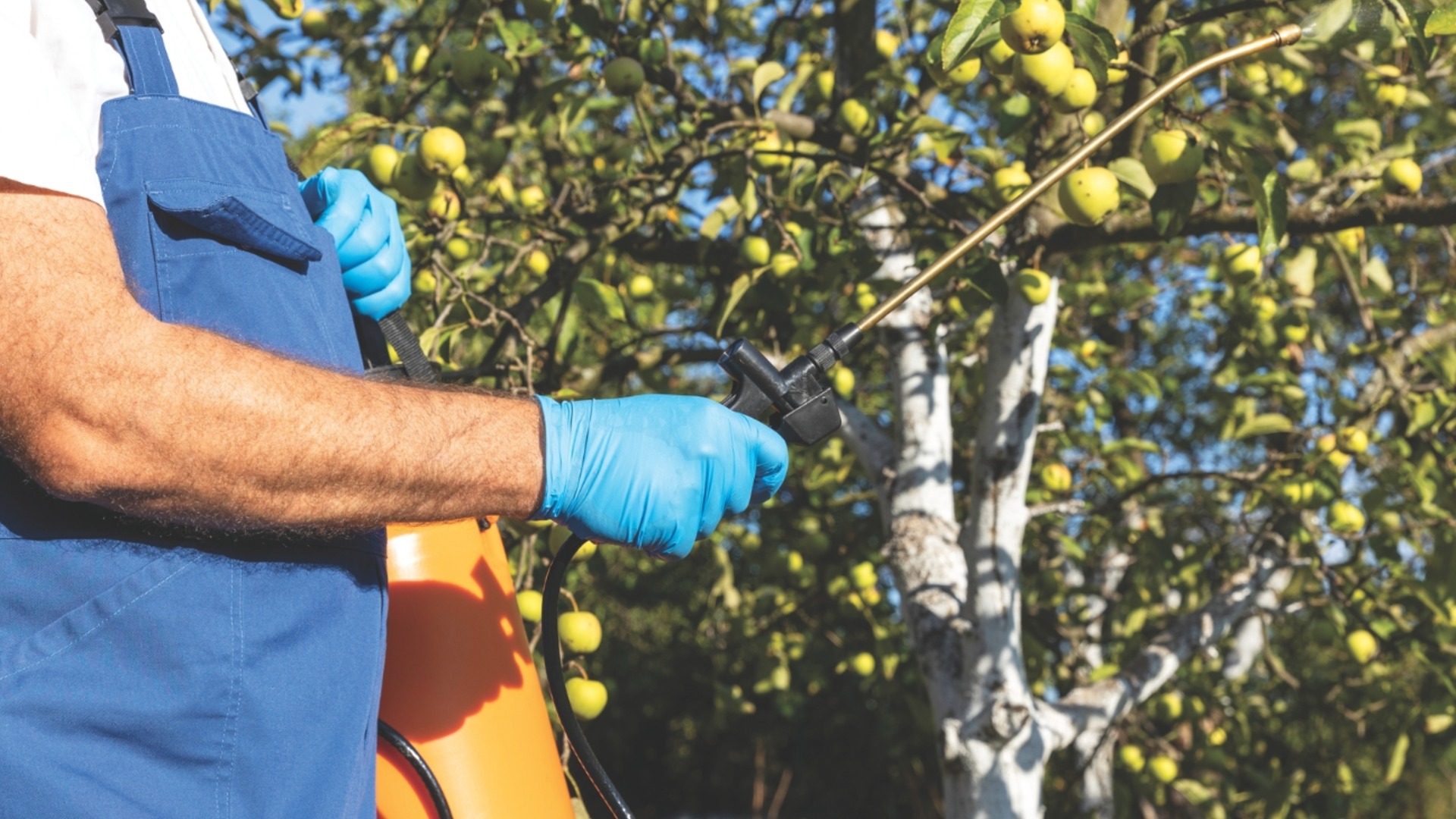 Всего 400 г этого и ваши фруктовые деревья будут надежно защищены зимой.