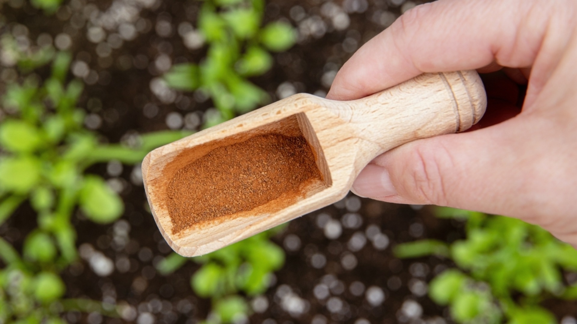 Как правильно использовать корицу в саду