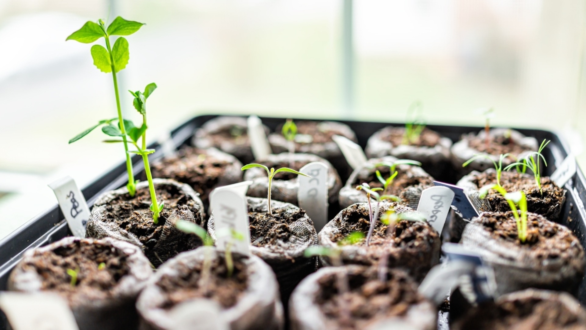 Любимый садовый овощ, который зимой можно выращивать дома.