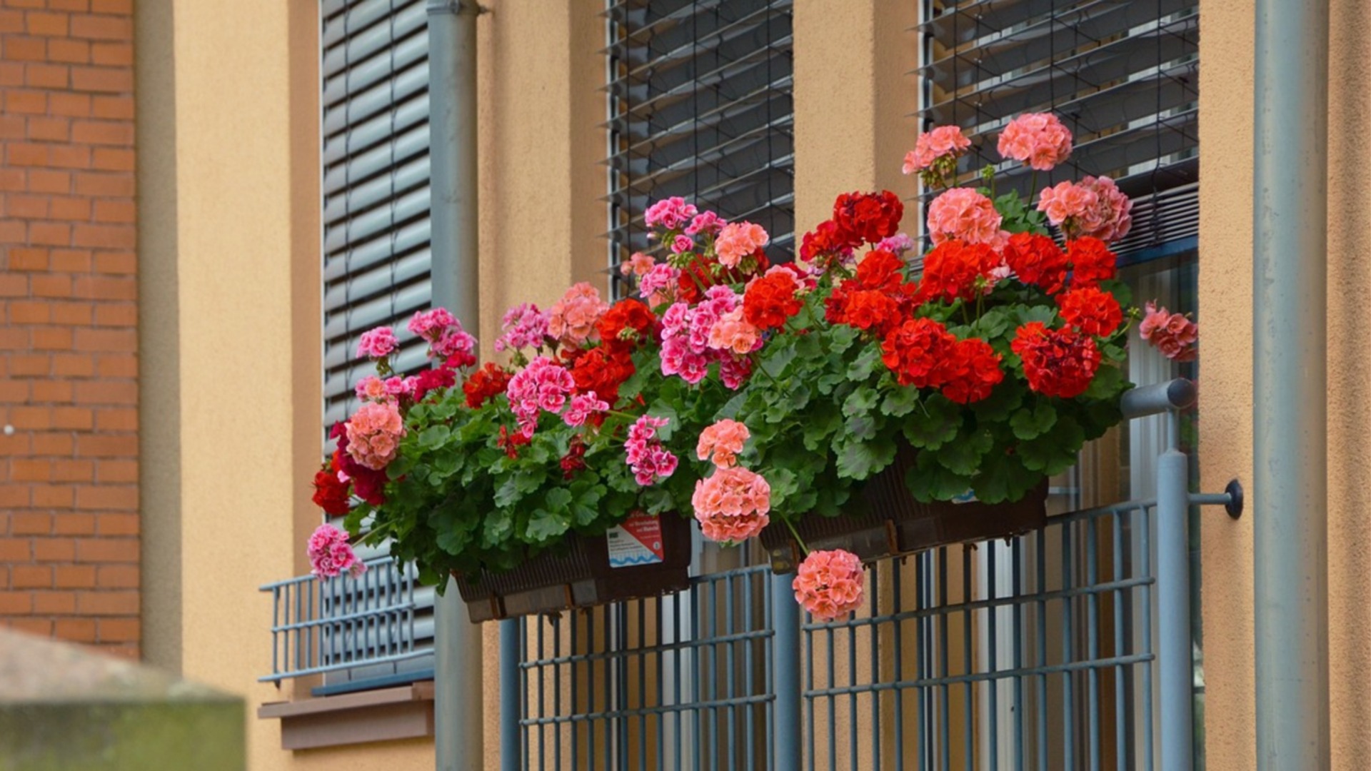 Как поливать герань зимой