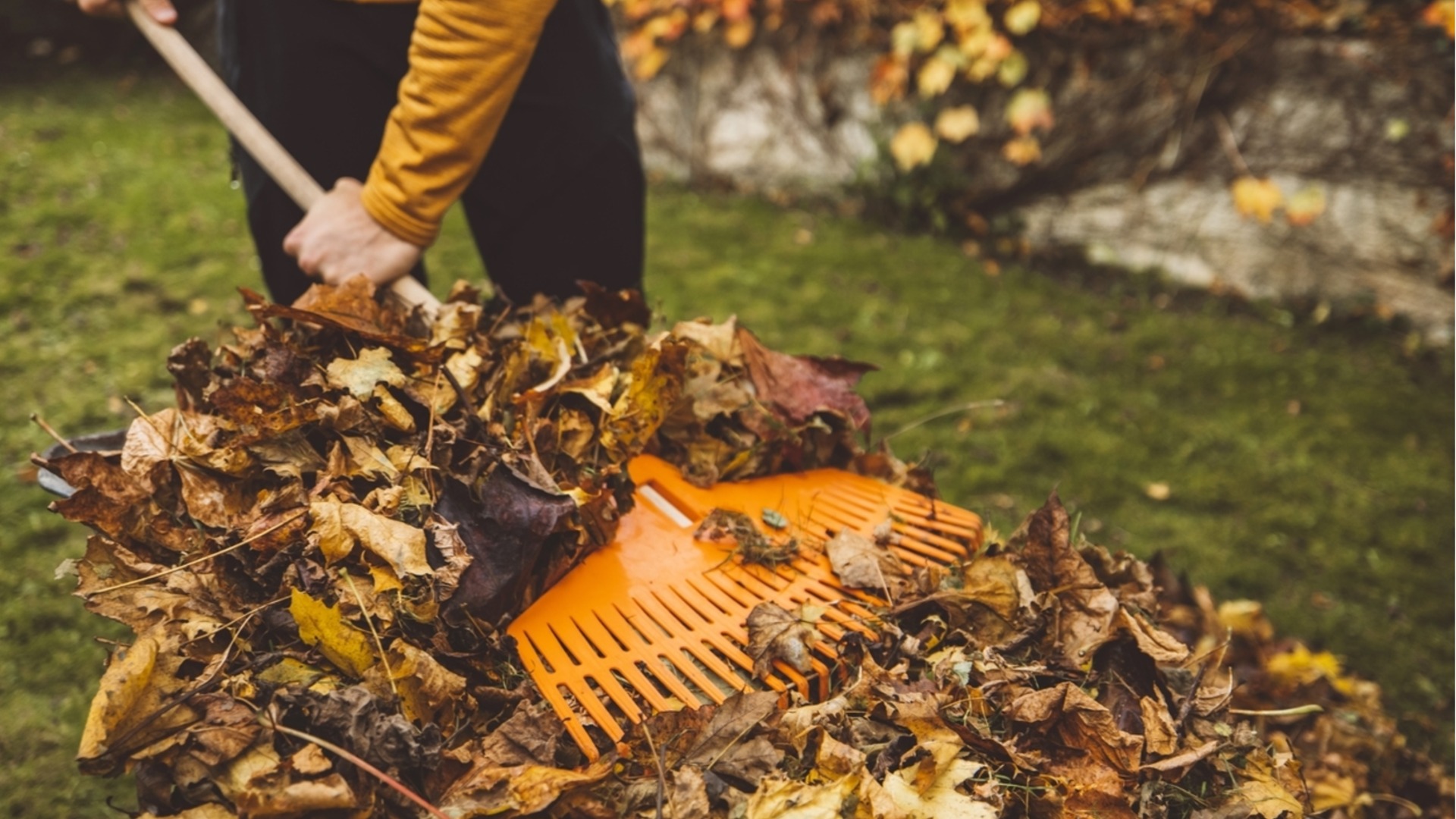 Этот трюк с опавшими листьями сэкономит любому садоводу время, деньги и нервы.