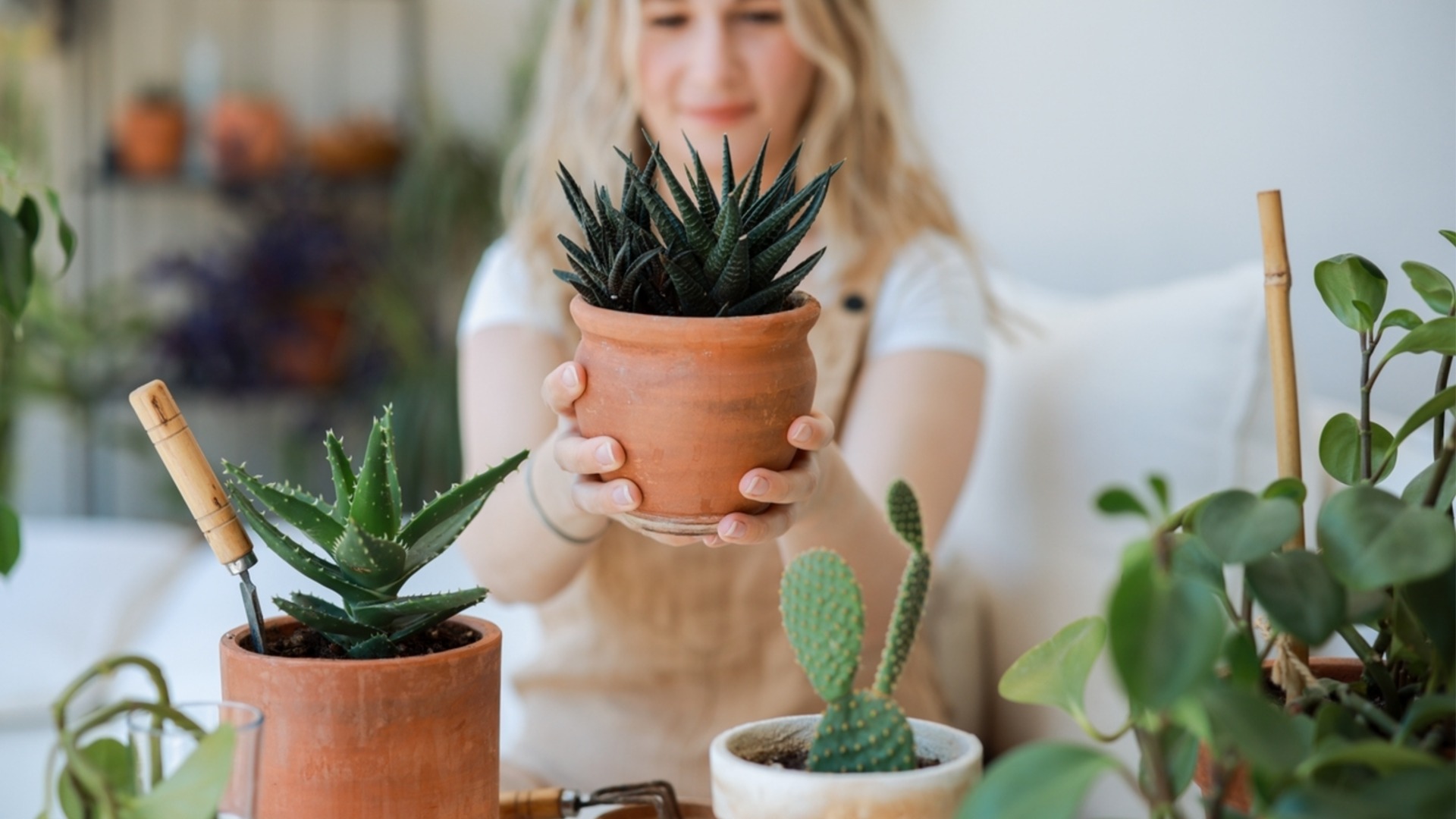 Как правильно поливать комнатные суккуленты зимой