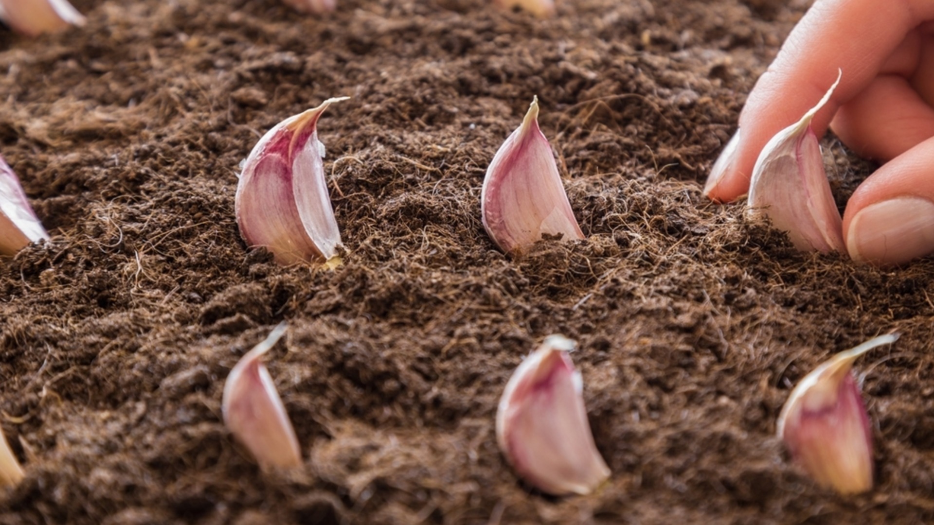 Как посадить купленный в магазине чеснок