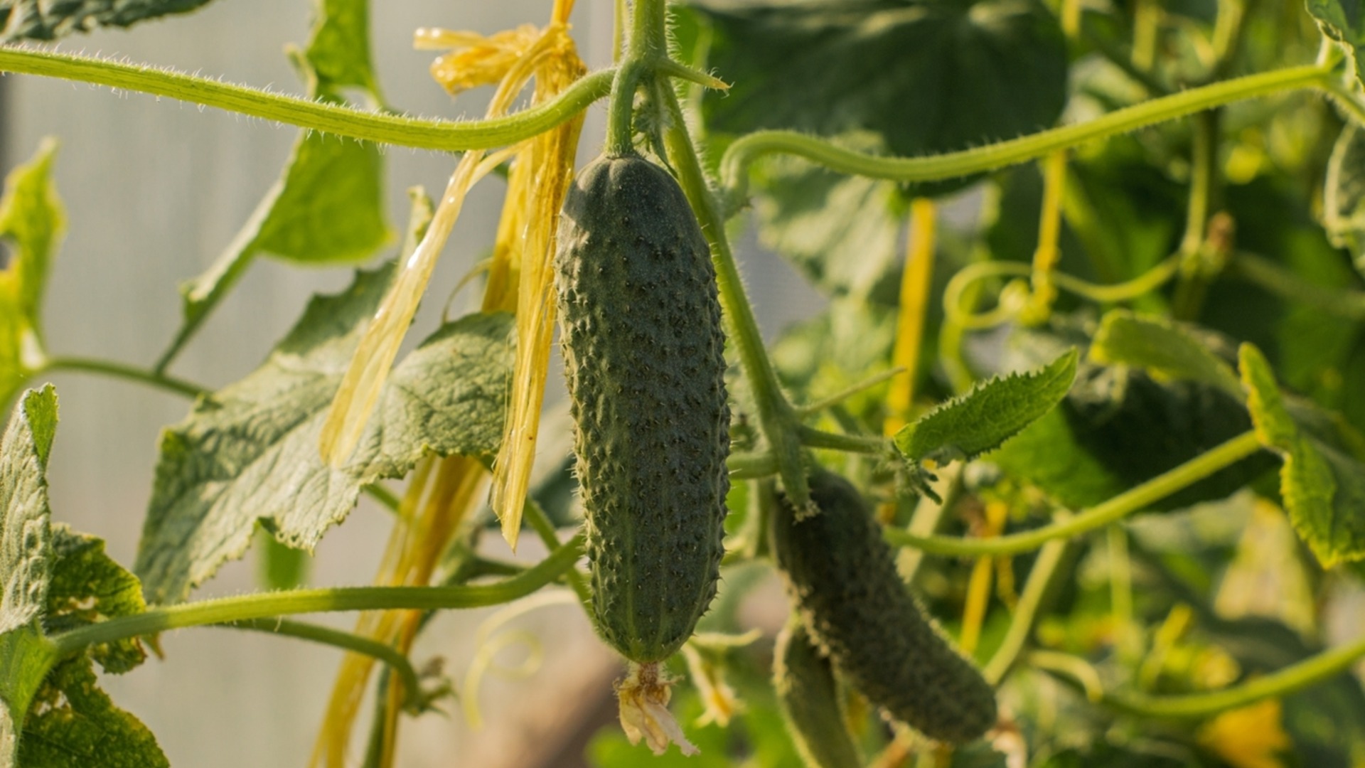 Как вырастить огурцы в домашних условиях, чтобы получить урожай круглый год