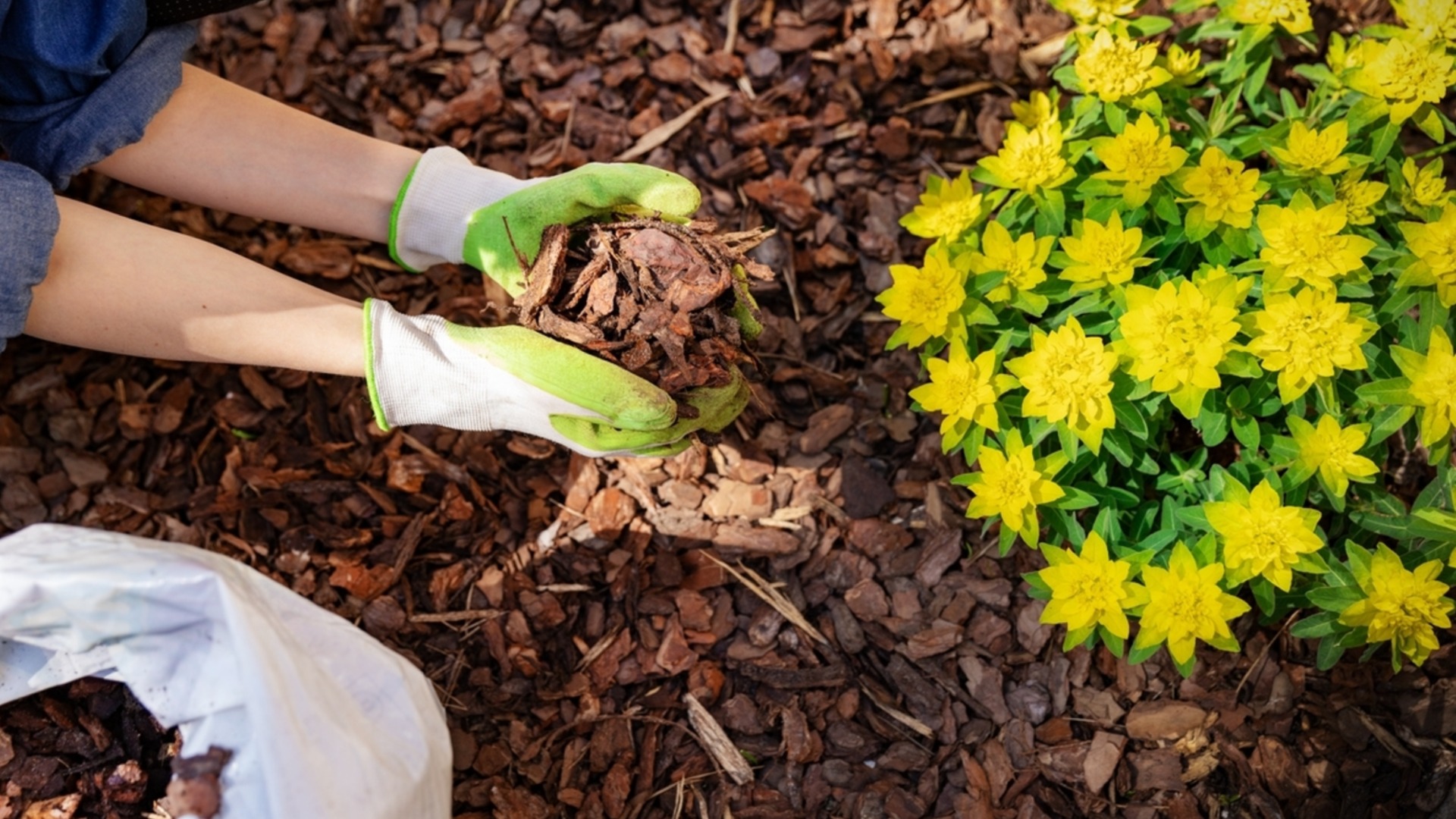 Как сделать осеннюю мульчу, которая защитит ваши растения зимой