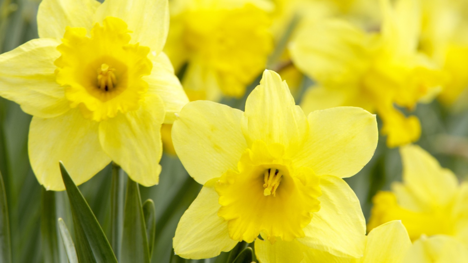 Мини-нарциссы против классических нарциссов: какие лучше для вашего сада