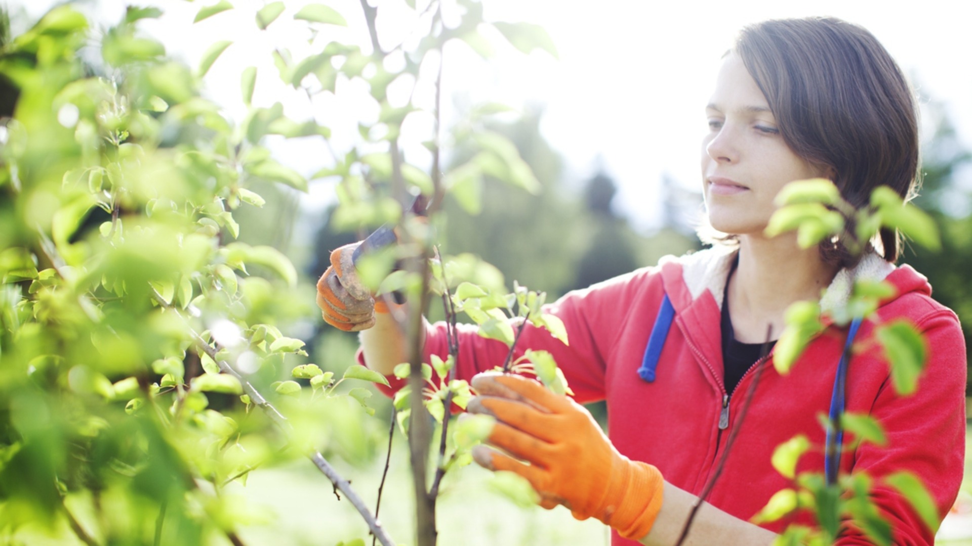 Обязательная обрезка этих деревьев в октябре