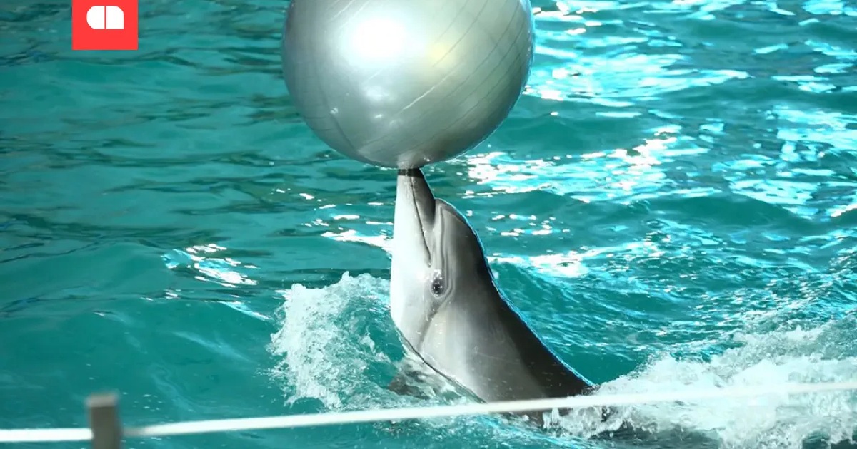 Здание дельфинария «Немо» арестовали из-за долга почти в 12 миллионов гривен