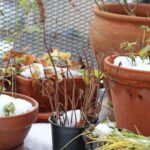 Что делать, если зимой у горшечных цветов желтеют листья