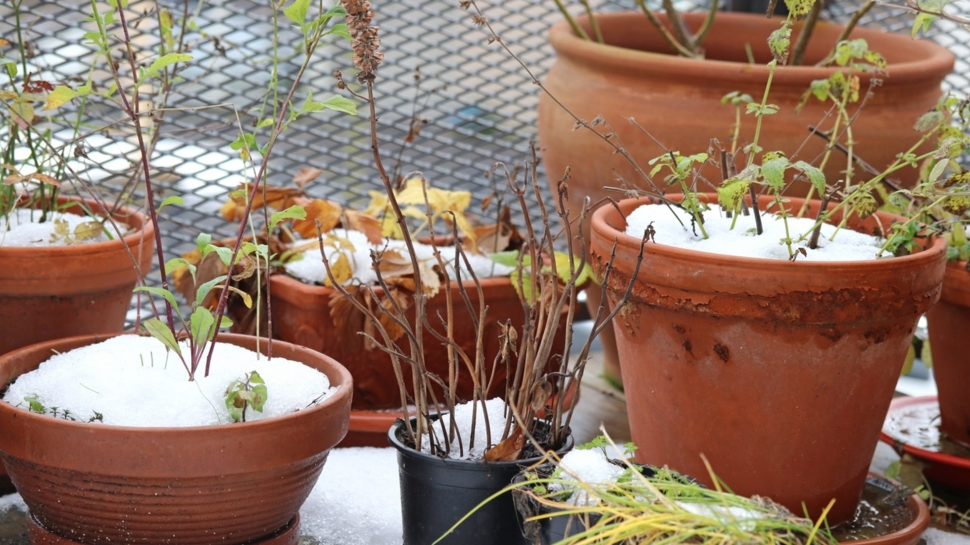 Что делать, если зимой у горшечных цветов желтеют листья