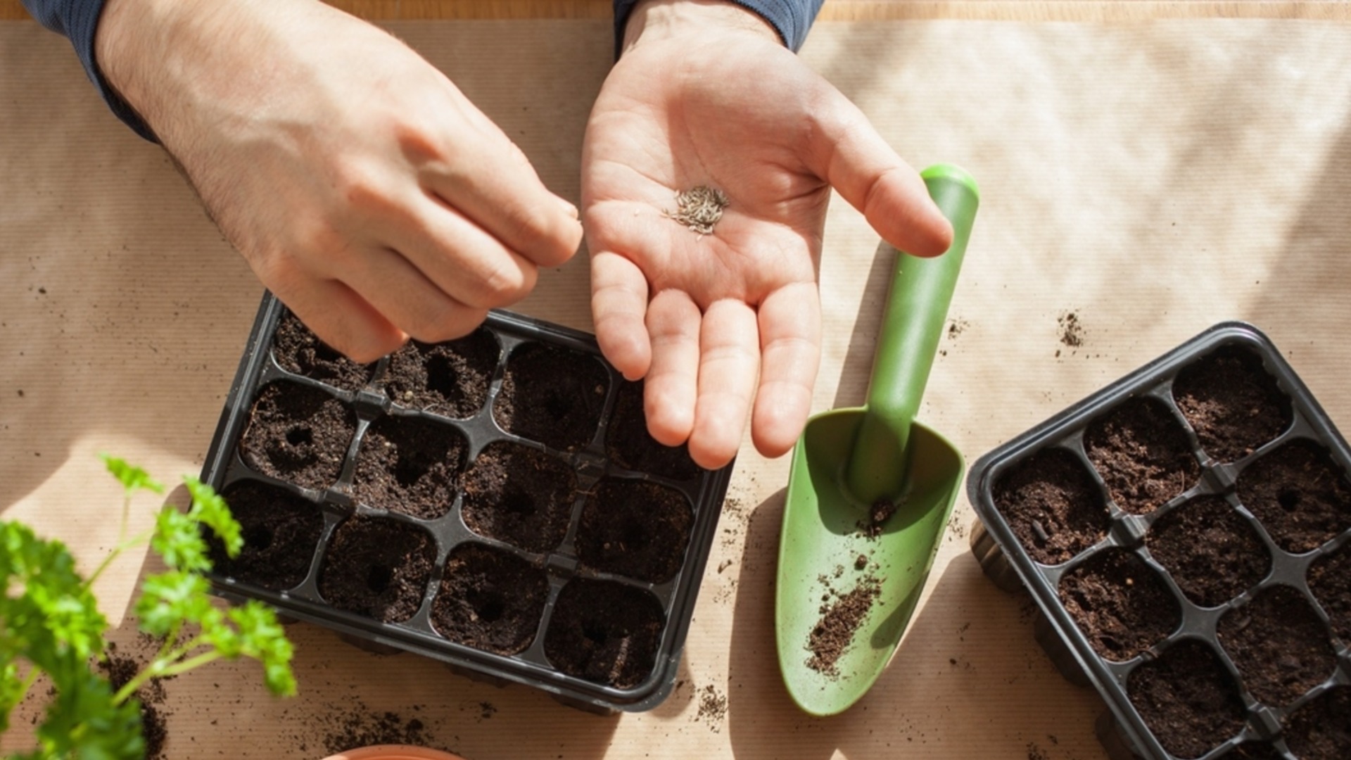 Делайте это в холодные месяцы, и весной у вас будут самые здоровые саженцы.