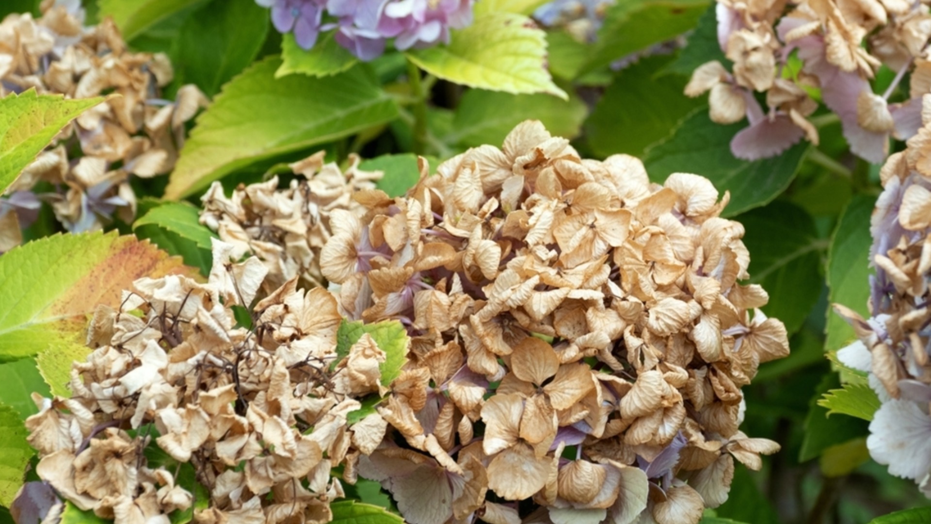 Как подготовить гортензии к зиме