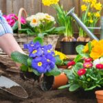 Какой цветок посадить в саду в зависимости от месяца вашего рождения?