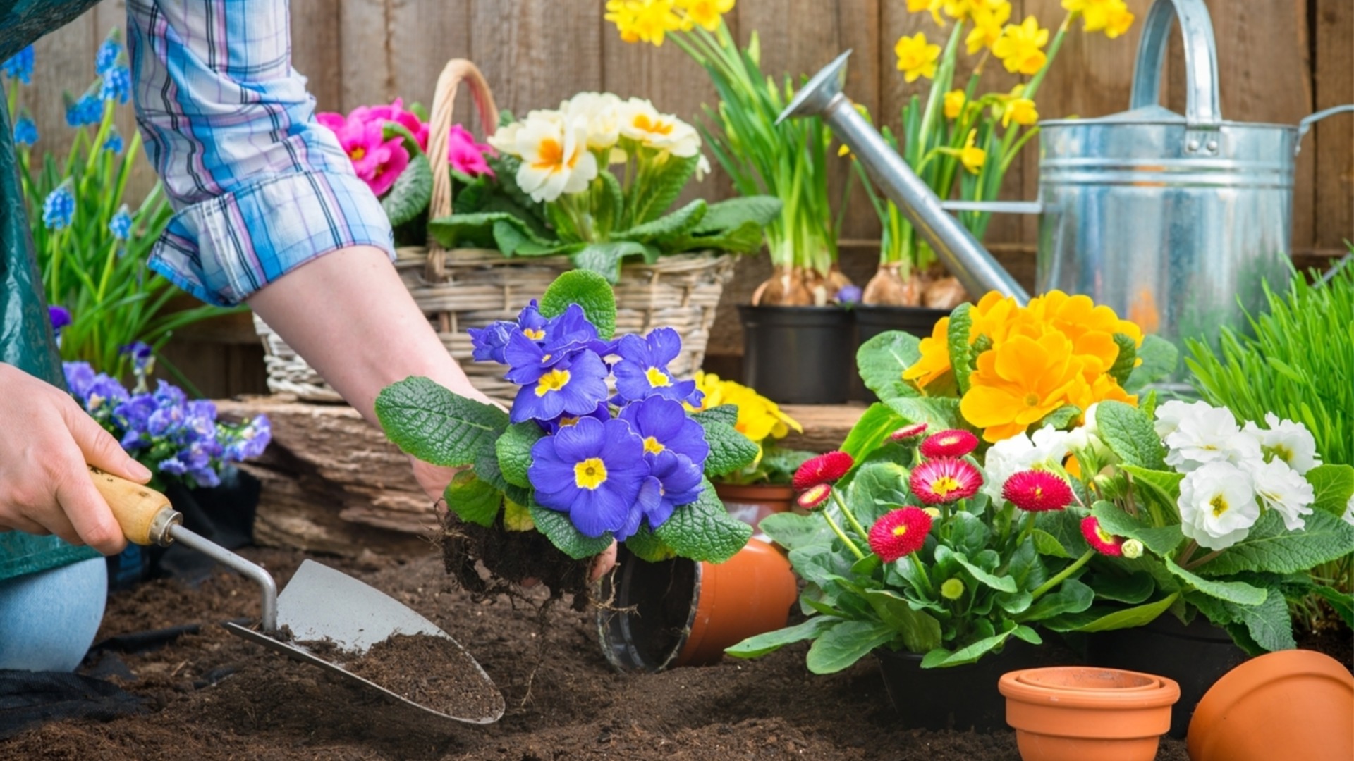 Какой цветок посадить в саду в зависимости от месяца вашего рождения?