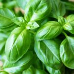 Лучшие травы для выращивания в помещении зимой