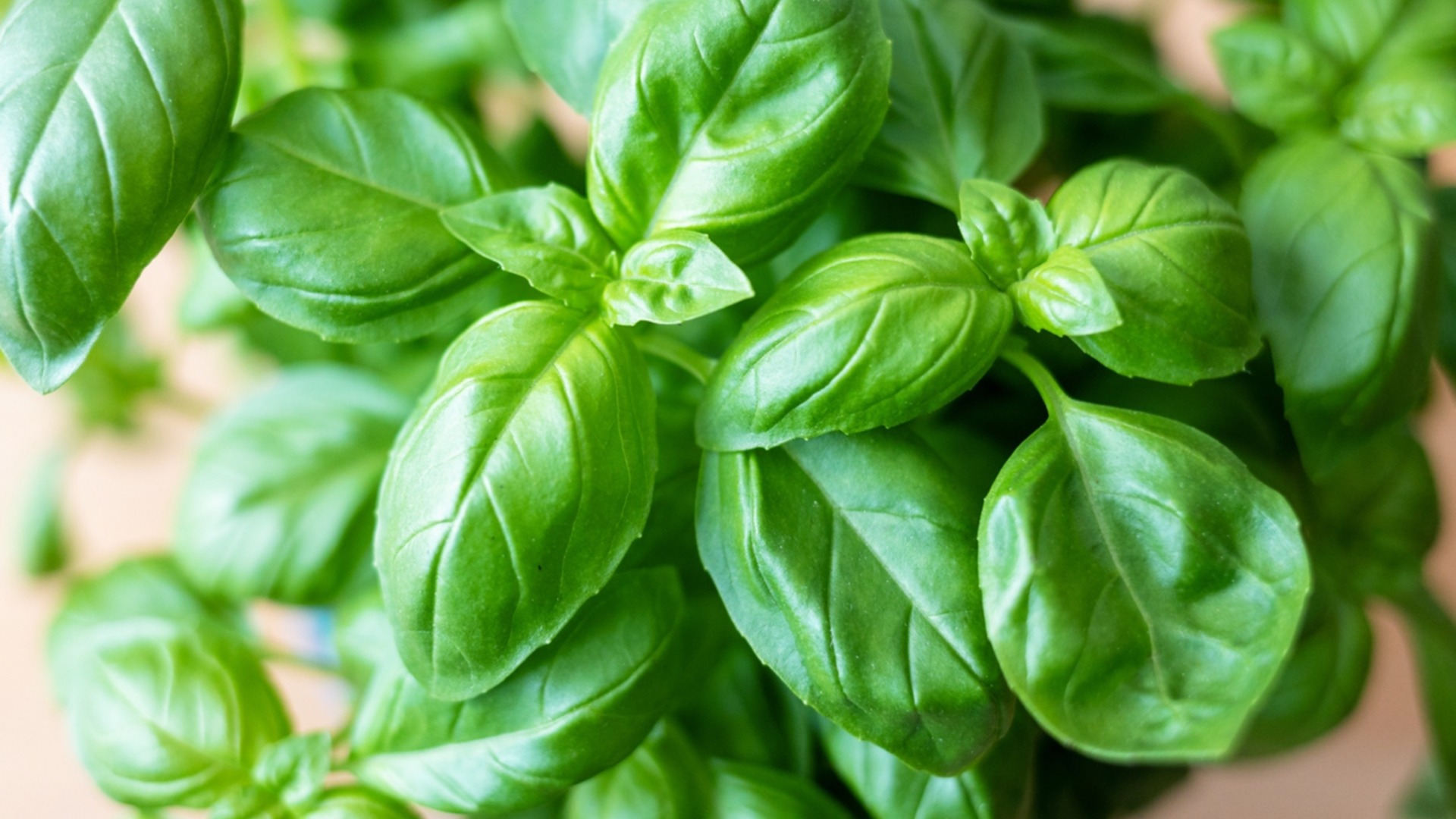 Лучшие травы для выращивания в помещении зимой