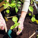 Когда и что сажать в декабре 2025 года: Календарь посева