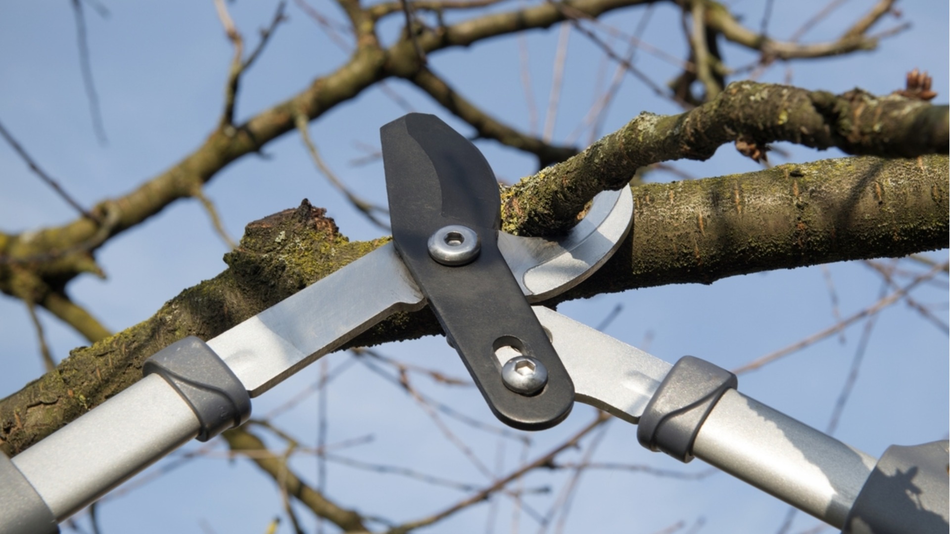 Как защитить вишню от холодных зимних температур