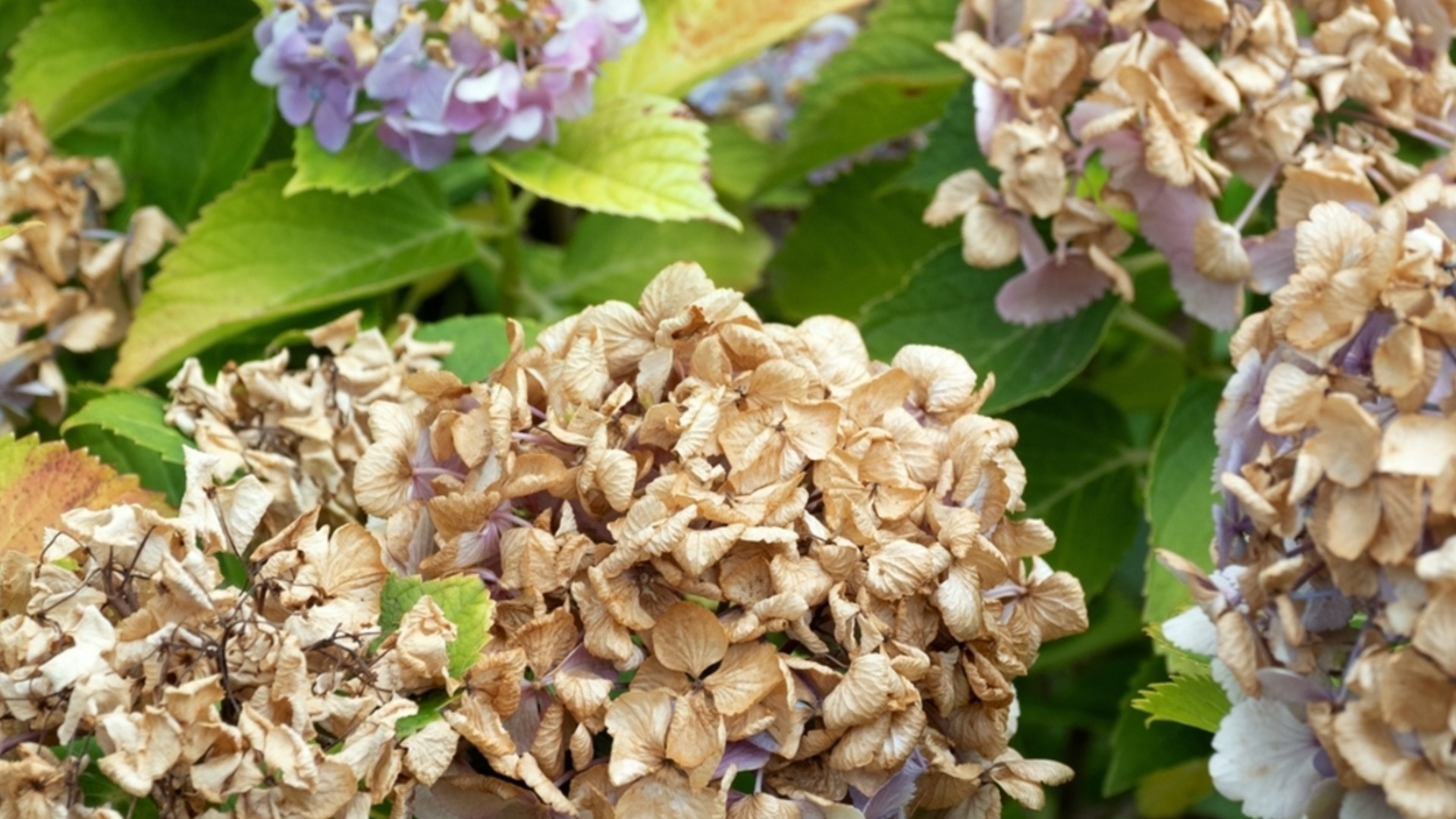 Самые распространенные болезни гортензий