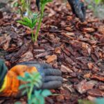 Избегайте мульчирования этих растений зимой.