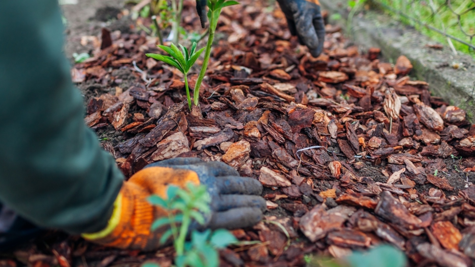 Избегайте мульчирования этих растений зимой.
