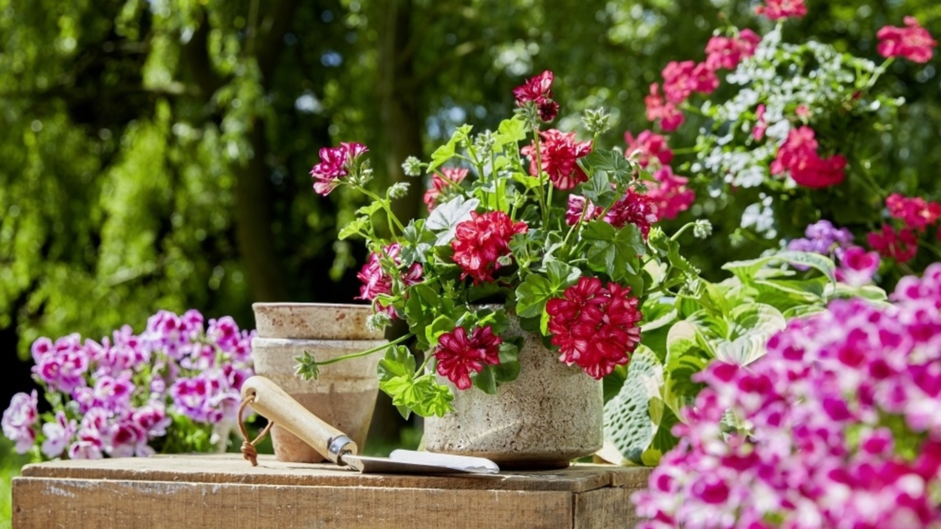 Как обрезать герань поздней осенью для быстрого роста весной