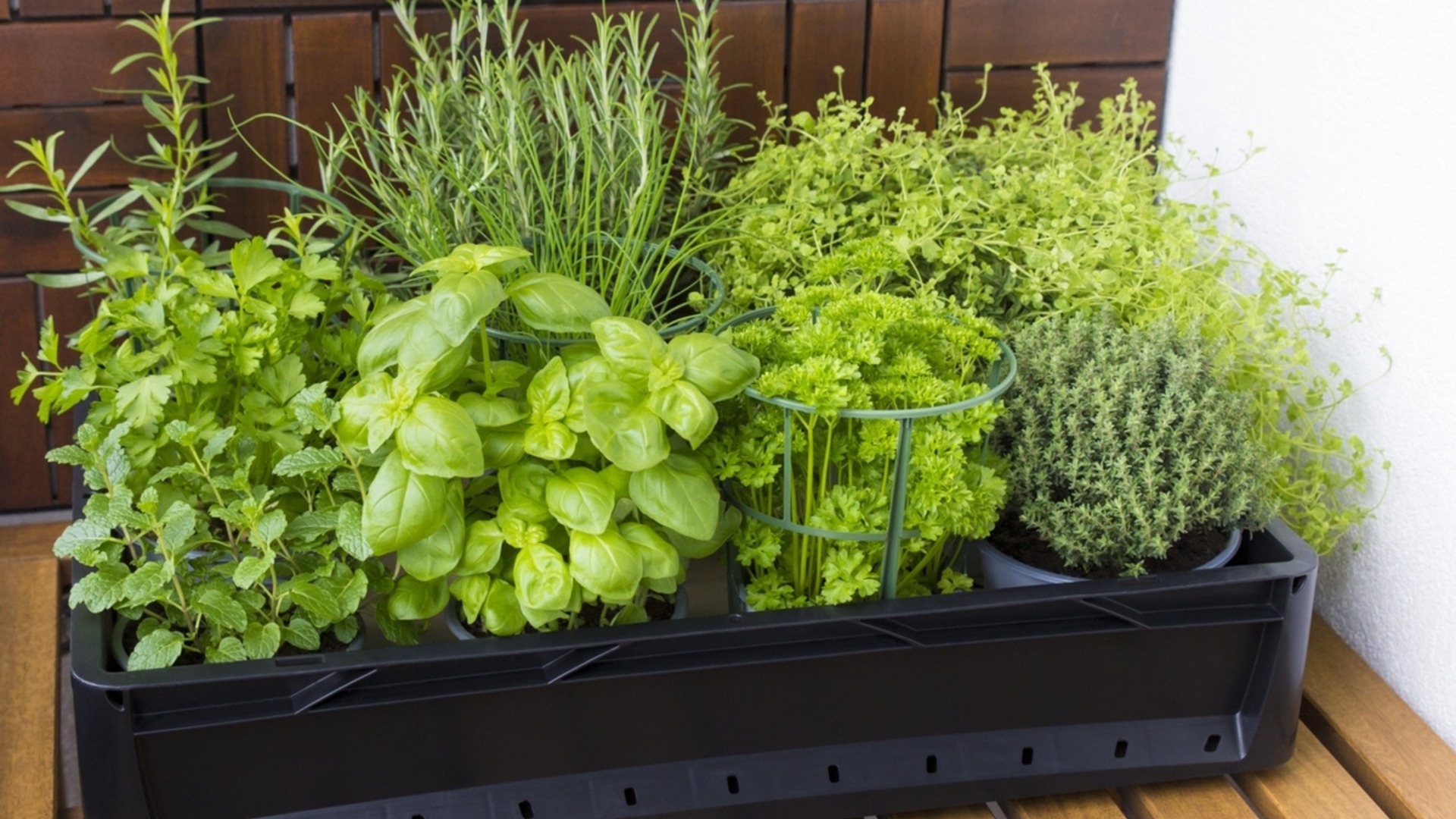 Травы, которые легко размножить черенками зимой