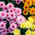 Как защитить гортензии от холода: простой, но эффективный метод