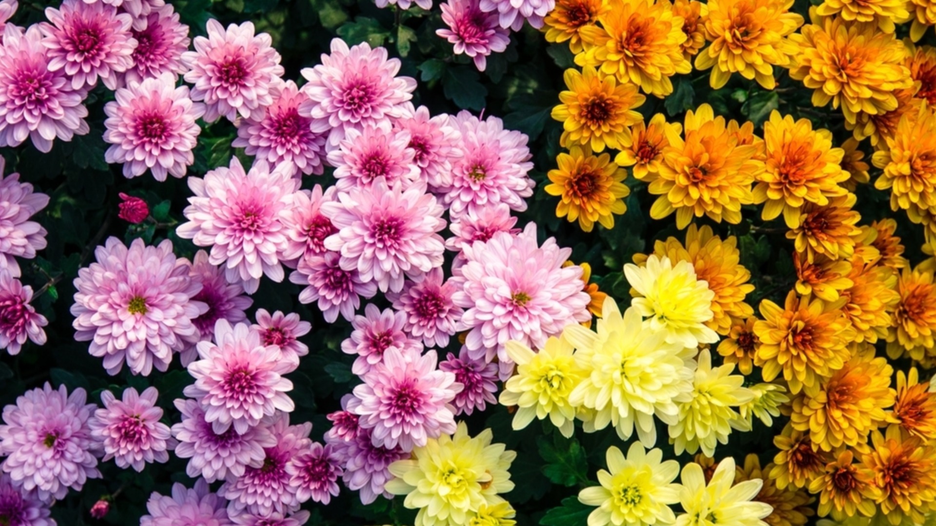 Как защитить гортензии от холода: простой, но эффективный метод