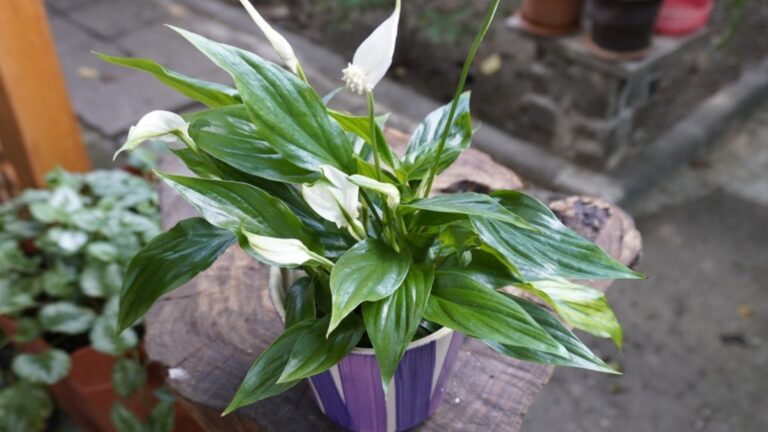 Это лучшая почва для того, чтобы спатифиллум зимой обильно цвел.