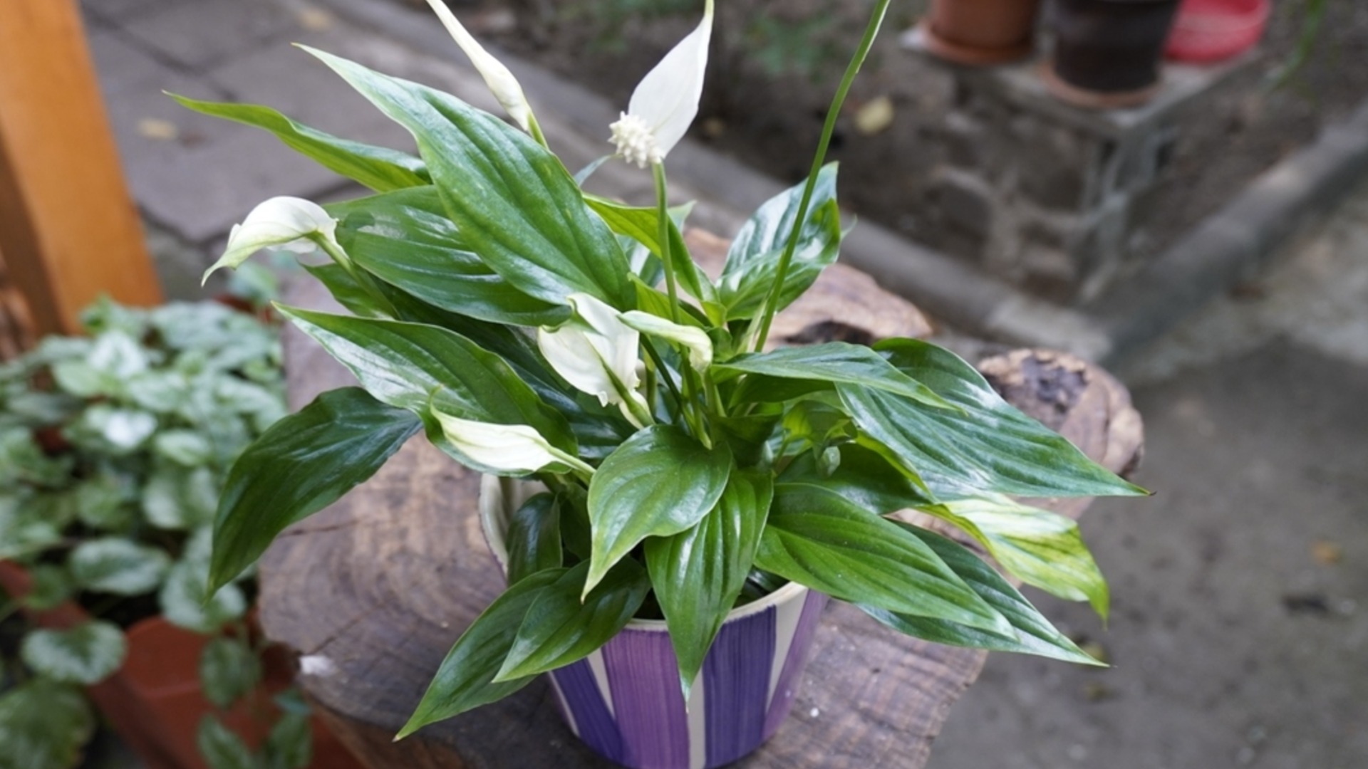 Это лучшая почва для того, чтобы спатифиллум зимой обильно цвел.