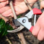 Обязательно обрежьте эти деревья и растения в декабре.