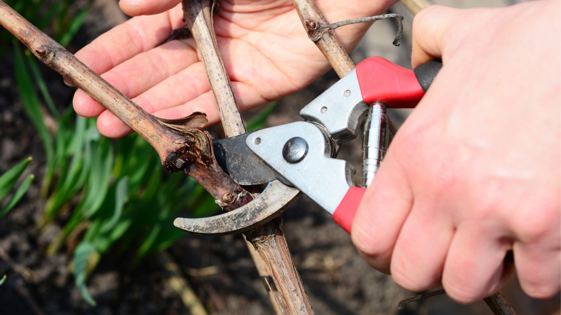 Обязательно обрежьте эти деревья и растения в декабре.