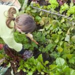 Хитрость с бумажными стаканчиками для защиты рассады от холода и вредителей