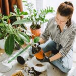 Как только старый носок может спасти корни от излишней влаги