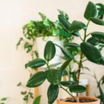 Ключевой этап ухода за комнатными растениями зимой