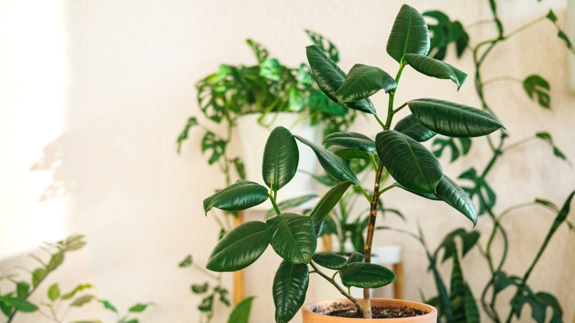 Ключевой этап ухода за комнатными растениями зимой