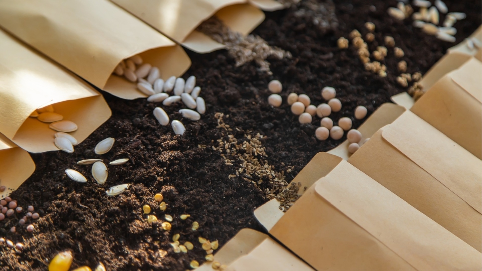 Семена, которые можно собрать в саду и пересадить