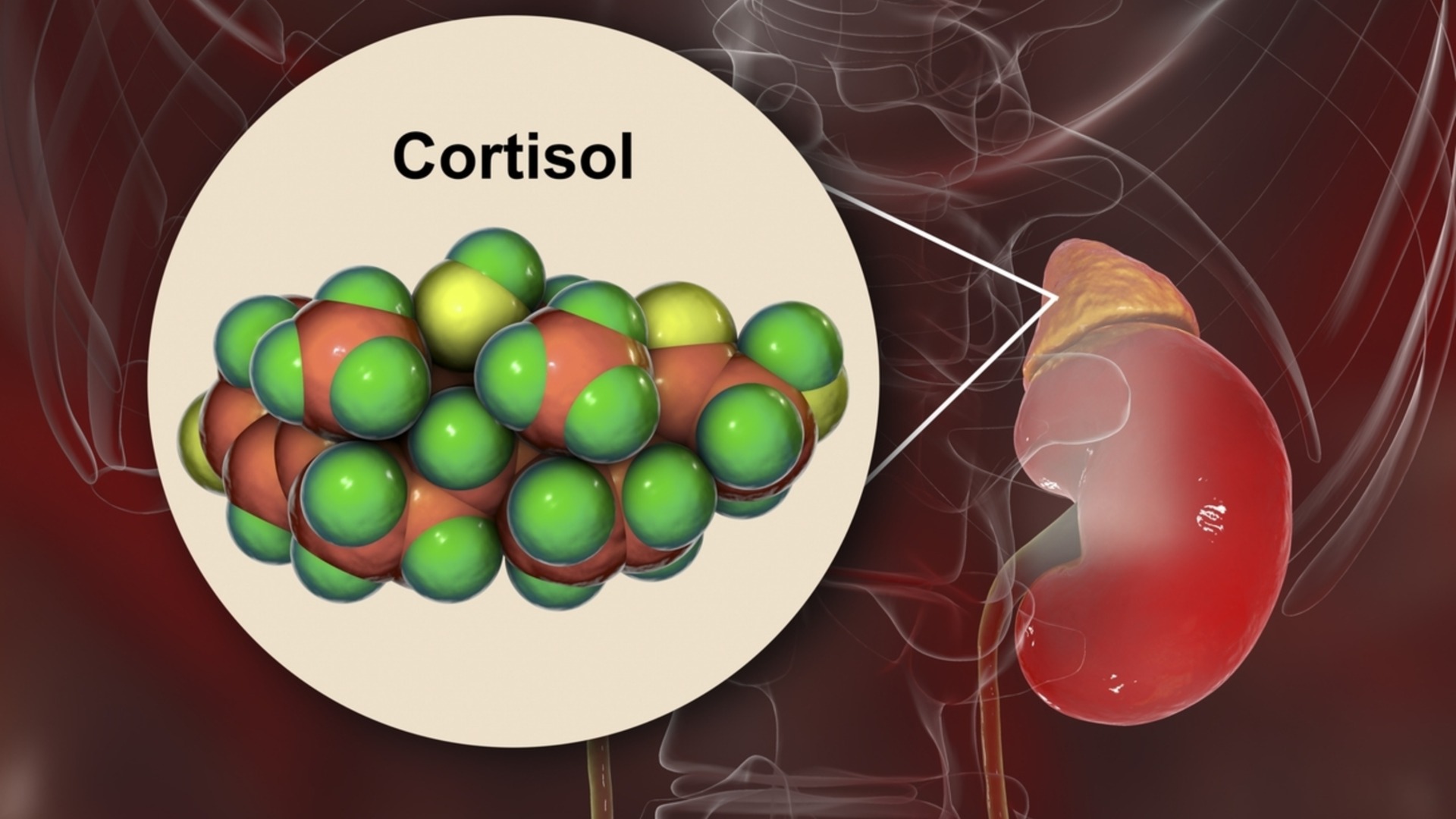 Кортизол контролирует все: от стресса до вашего веса