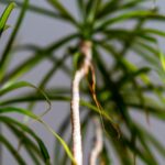 Защитите свои тропические комнатные растения зимой с помощью этого хитрого трюка